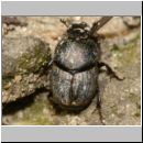 Onthophagus sp - Dungkaefer 02c 7mm Lehmgrube.jpg
